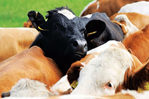 Güney Amerika dan 72 Bin 500 Dana Geliyor