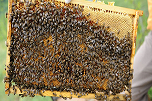 Ovacık ın Tek Kadın Arıcısı