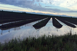 Sel 1 Milyon Lira Zarara Yol Açtı