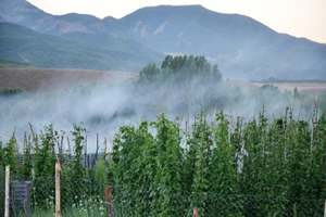 Bahçelerde Tezek Dumanı Kullanıyorlar