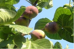 Bursa Valiliği Ethephon a Savaş Açtı