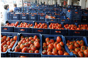 Temmuzda En Fazla Domatesin Fiyatı Arttı