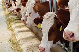 TESK Genel Başkanı Palandöken Kurban ve Et Fiyatları Spekülasyonla Yükseliyor