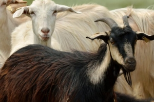 Desteklemeler Başlıyor