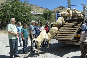 Genç Çiftçilere Hayvanları Dağıtılıyor