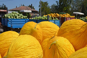 Karpuz Kavun Çiftinin Yüzünü Güldürdü