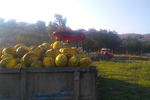 Vodafone Akıllı Köy de İlk Hasat Şenliği