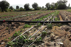 Kiraz da Dolu Çiftçiyi Vurdu