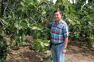 Bursa da Siyah İncir Üreticileri Zarar Ediyor