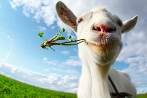 Hibe Hayvancılık Kredisi Nasıl Alınır