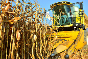 Mısır Üreticisi Acil Fiyat Bekliyor