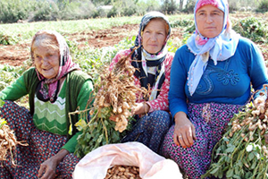 Taze Yer Fıstığının Kilosu 6 Liradan Satılıyor