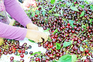 Avrupa ve Ortadoğu Türk Kiraz ına Doyacak