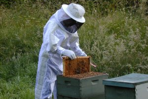 Arıcılar Büyük Sıkıntıda