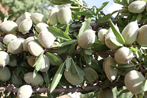 Kulalılar Yeni Gelir Kaynağının Hasadına Başladı