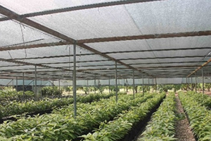 41 Anahtar Teslim Sera