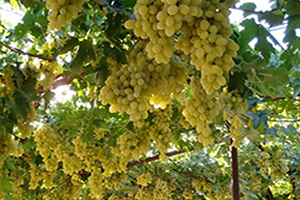 Manisa Tescillenecek Üzüm Çeşidini Kendisi Belirleyecek