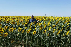 Ayçiçeğinde Fiyat Beklentisi Yüksek