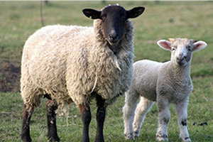 Veterinerler Odası Dişi Kurban Almayın