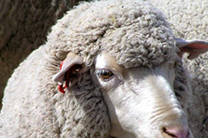 Kıvırcık Koyunu Markalaşacak