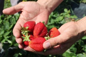 Şerbetçi Otuna Alternatif Malçlı Çilek Üretimi