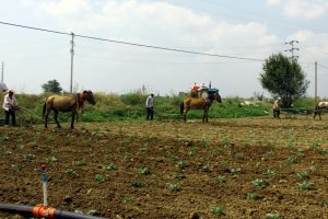 Tarlalarını Beygirle Sürüyorlar