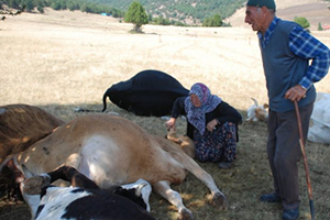 Telef Olan İneklerine Sarılıp Gözyaşı Döktüler