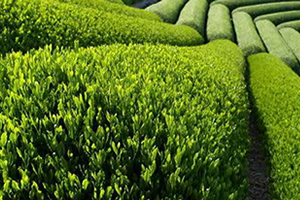 Yaş Çay Bedeli Ödenmeye Başlandı