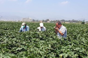 Aydın da 133 Bin 478 Dekar Alanda Pamukta Entegre Mücadele Projesi Uygulanıyor