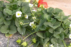 Çiftçilere Çilek Fidesi Dağtıldı