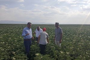 Konya Şeker Yerli Patates Tohumu Üretti
