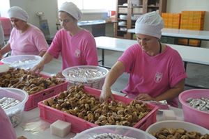 Kuru İncir 29 Eylülde Yola Çıkıyor