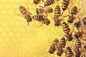 Organik Arıcılık Yapana Kovan Başına Destek