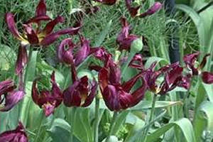 Tarımsal Faaliyetler Bitki Neslinin Tükenmesinde Rol Oynuyor