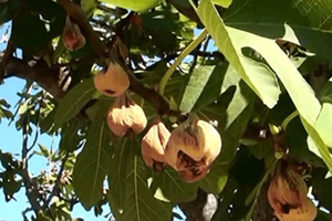 Yağmur İnciri Vurdu