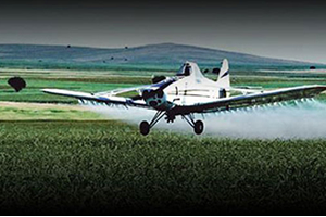 Belediye Zeytin Sineğine 3 5 Milyon Lira Bütçe Ayırdı