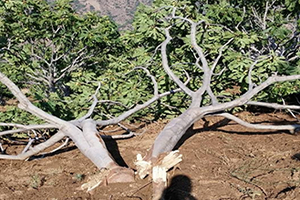 Aydın da Yağışla Birlikte Fırtına Felakete Neden Oldu