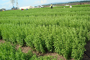 Kırklareli den Hollanda ya Şeker Otu İhraç Edilecek