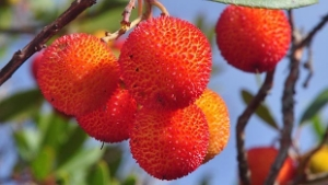 Şifa Kaynağı Dağ Çileği