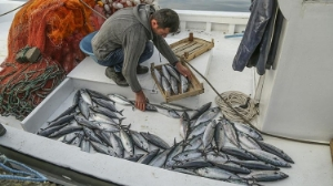 Balık Sevenler İçin Sevindiren Açıklama