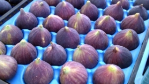 İlk Siyah İncir İhracatı Almanya ya