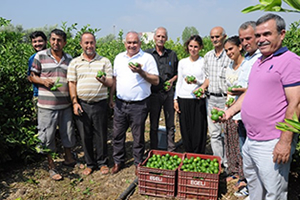 Limonun Fiyatı Yüz Ekşitiyor