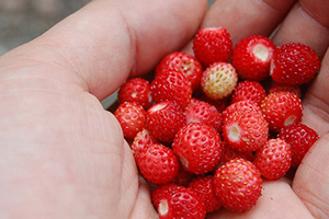 Şifa Kaynağı Dağ Çileği Kışın Sofraları Süsleyecek