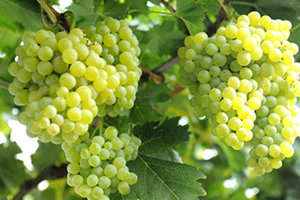 Türk Üzümü Sanıp El Koydular