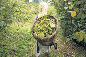 Altına Rakip Fındık