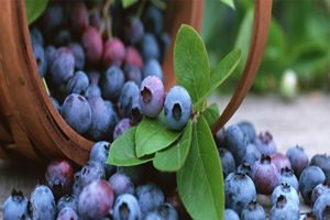 Doğadaki Şifa Likarba