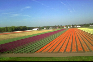 Tarımda Hollanda dan Dersler Çıkarılabiliriz