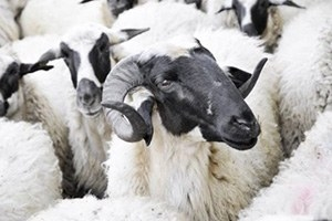 Koyun ve Keçilerde Verimliliği Artırma Projesi