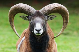 Kurban Kesecekler Dikkat