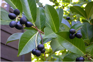 Sağlık Deposu Karayemiş Tescillenecek
